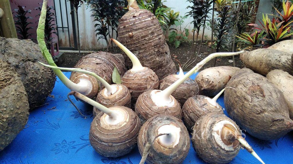 Selain porang, tanaman umbi lain yang juga tengah dikembangkan oleh Balai Penelitian Aneka Tanaman Kacang dan Umbi (Balitkabi) adalah gembili, uwi, ganyong, dan pala pendem lainnya yang memiliki potensi tepung besar. Terlibat beberapa umbi talas di Balitkabi, Malang, Jawa Timur, Rabu (12/8/2020)