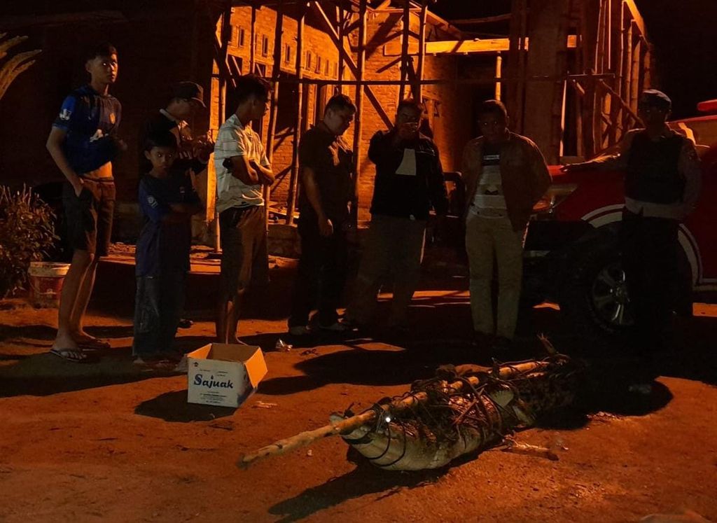 Kondisi buaya muara yang ditangkap warga dan BKSDA Sumatera Barat dari Sungai Ulakan, Korong Pasa Ulakan, Nagari Ulakan, Kecamatan Ulakan Tapakis, Padang Pariaman, Sumbar, Minggu (29/1/2023) dini hari. Buaya ditangkap warga, Sabtu (28/1/2023), karena sering muncul dan meresahkan warga.