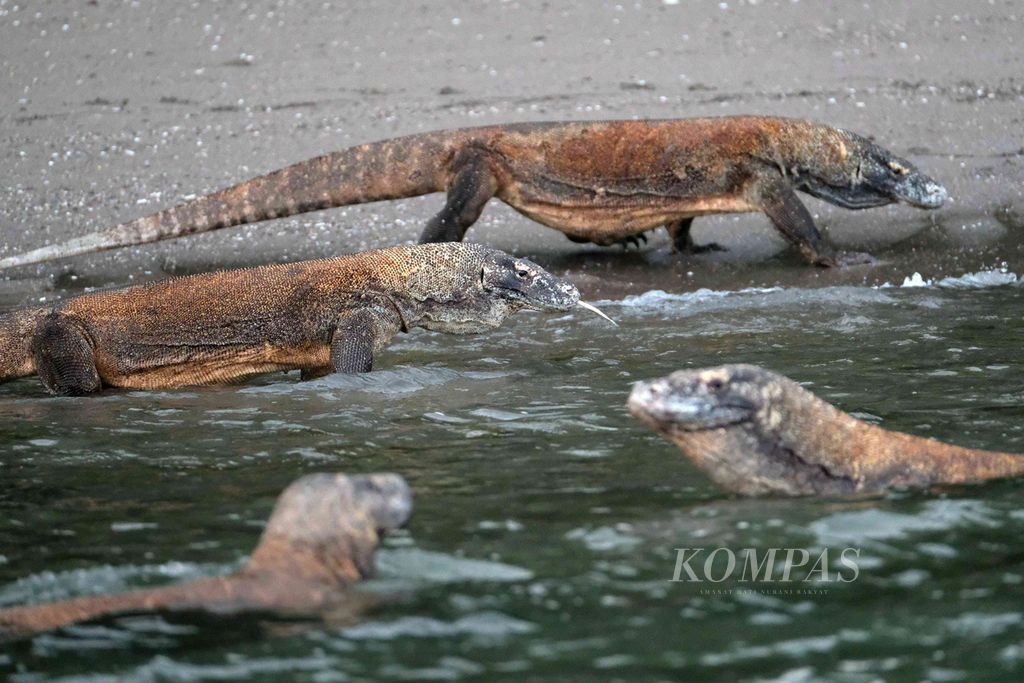 https://assetd.kompas.id/cfr3Iga_aLS01TXw7ccNrx6AOjM=/1024x683/filters:watermark(https://cdn-content.kompas.id/umum/kompas_main_logo.png,-16p,-13p,0)/https%3A%2F%2Fkompas.id%2Fwp-content%2Fuploads%2F2020%2F10%2F0d6c8e92-80c3-4d43-9d40-8c3a70d074b9_jpg.jpg