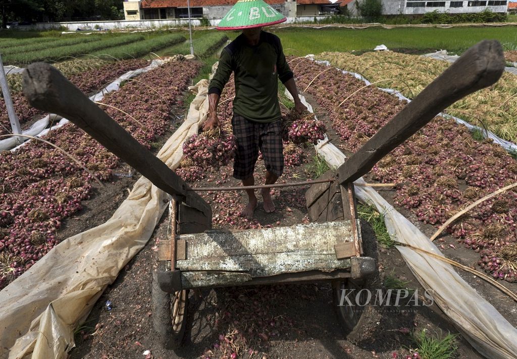 Petani membawa bawang merahnya ke atas gerobak usai dijemur di sentra bawang merah Desa Padasugih, Kecamatan Brebes, Kabupaten Brebes, Jawa Tengah, Sabtu (19/12/2020). Tahun ini, sebagian hasil panen bawang merah rusak karena terkikis hujan. Padahal, para petani sudah memajukan musim tanam mereka agar tidak panen pada Januari -Februari. Pada masa itu, hasil panen bawang merah rentan rusak karena terendam genangan air hujan.