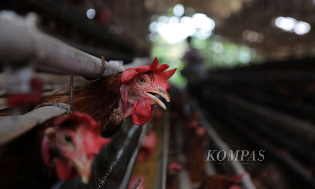 https://assetd.kompas.id/d7eHyxY9Q6EJe9_l0RKbg_g5E8U=/1024x614/filters:watermark(https://cdn-content.kompas.id/umum/kompas_main_logo.png,-16p,-13p,0)/https%3A%2F%2Fkompas.id%2Fwp-content%2Fuploads%2F2020%2F05%2F10c1aaca-f27e-4bc2-99e3-585b98592e8c_jpg.jpg