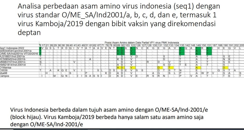 Hasil analisis bio informartika terhadap empat sekuens virus PMK 2022 Indonesia yang dilakukan Guru Besar Virologi dan Biologi Molekuler Fakultas Kedokteran Hewan Universitas Udayana, I Gusti Ngurah Kade Mahardika. Tabel itu menunjukkan perbedaan tujuh asam amino virus PMK Indonesia bila dibandingkan dengan O/ME-SA/Ind-2001e