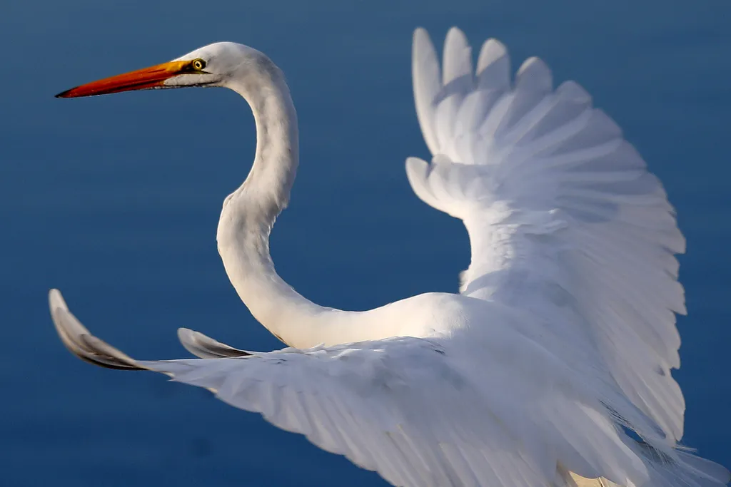 What Can Be Saved Everglades