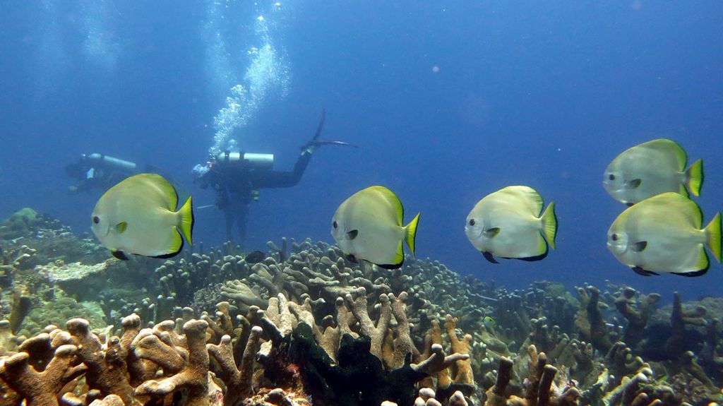 87 Koleksi Ikan Yang Hidup Di Air Laut Beradaptasi Dengan Cara HD