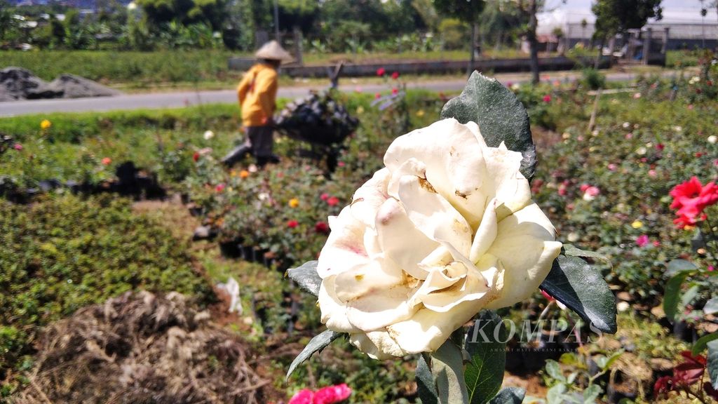 https://assetd.kompas.id/dj-TqQw05-kYh_jpSpF9vFh6ZZU=/1024x576/filters:watermark(https://cdn-content.kompas.id/umum/kompas_main_logo.png,-16p,-13p,0)/https%3A%2F%2Fkompas.id%2Fwp-content%2Fuploads%2F2021%2F08%2F567ba634-719d-456d-859e-77cfdb5fe077_jpg.jpg