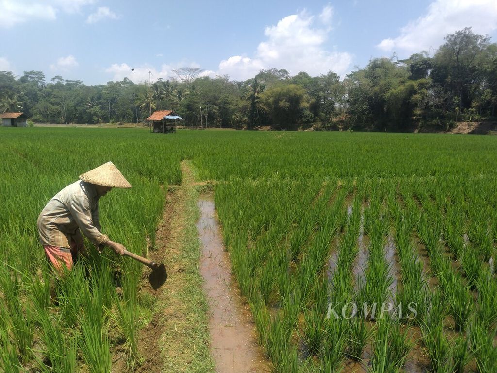 Petani di Sukasirna, Desa Cimanggung, Kecamatan Rajapolah, Tasikmalaya, Jawa Barat tetap menanam meski musim kemarau, Rabu (13/9/2023). Airnya dari Sungai Citanduy yang disalurkan lewat kincir air swadaya warga.