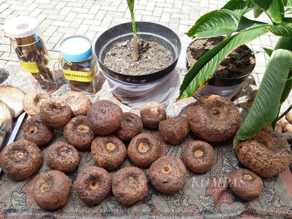 Umbi porang dari Kabupaten Balangan diperlihatkan dalam acara pelepasan ekspor perdana komoditas porang asal Balangan ke Jepang di halaman Kantor Balai Karantina Pertanian Kelas 1 Banjarmasin, Kalimantan Selatan, Senin (12/4/2021).