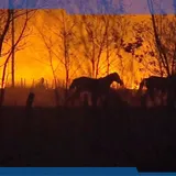 Api Melalap Hampir 800.000 Hektar Hutan di Argentina