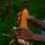 Berakhirnya Musim Tanam Jagung