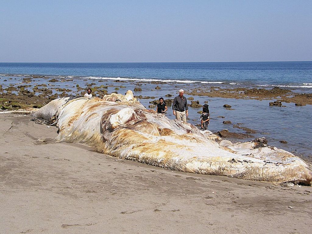 Seekor paus mati akibat tumpahan minyak Montara di pesisir utara Laut Timor.