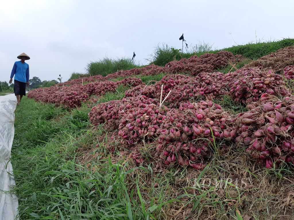 Petani menjemur bawang merah di Desa Tawangsari, Kecamatan Losari, Kabupaten Cirebon, Jawa Barat, Minggi (17/2/2019). Harga bawang merah di tingkat petani setempat mencapai Rp 15.000 per kilogram.
