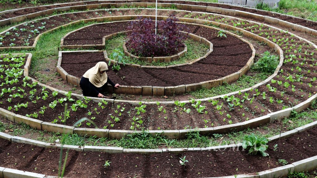 Seorang anggota Kelompok Wanita Tani (KWT) Tani Asri GWKP di Kompleks Griya Wana Karya Permai, Bubulak, Bogor, ketika membersihkan rumput di sekitar lahan pertanian mereka, Minggu (27/2/2022). Tempat lahan pertanian KWT tersebut menjadi proyek percontohan penerapan Smart Farming KWT di wilayah Jawa Barat. 