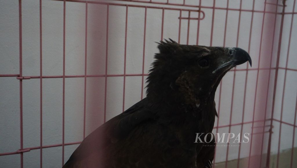 https://assetd.kompas.id/gBJUEYm7ykPyV4ytJsjsC_ri8Jo=/1024x579/filters:watermark(https://cdn-content.kompas.id/umum/kompas_main_logo.png,-16p,-13p,0)/https%3A%2F%2Fkompas.id%2Fwp-content%2Fuploads%2F2021%2F04%2F027ff32d-5013-4f8f-becf-3021eab1a35b_jpg.jpg