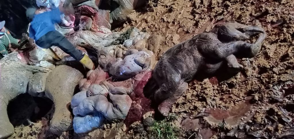 Seekor gajah (<i>Elephas maximus sumatranus</i>) betina beserta bayi dalam kandungannya ditemukan mati di areal konsesi akasia di Talang Muandau, Kabupaten Bengkalis, Provinsi Riau, Rabu (25/5/2022). Dugaan sementara kematian itu akibat racun.