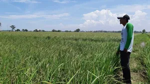 Saat Anak Muda Desa Tinggalkan Sawah demi Jadi Pekerja Migran