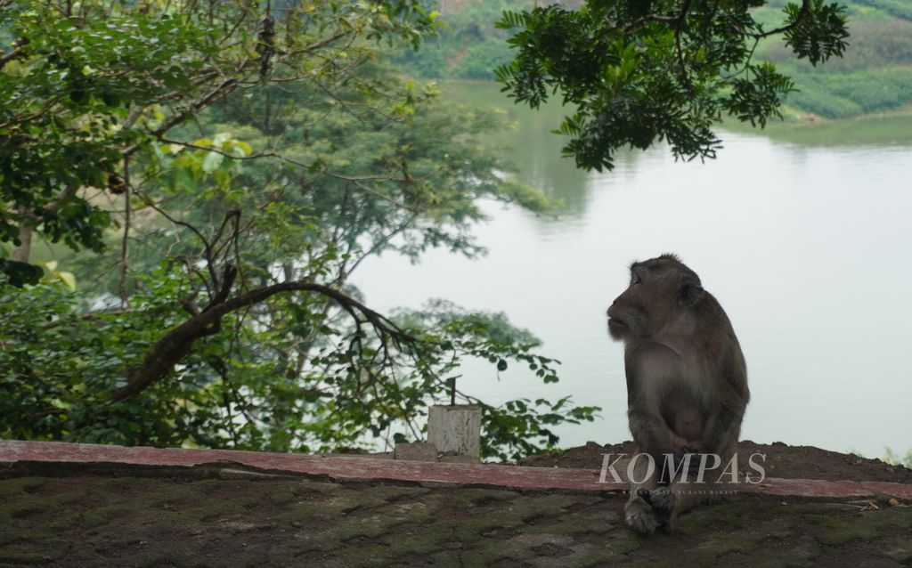 Seekor monyet duduk sambil melihat monyet lain bergelantungan di atas sebuah pohon di Goa Kreo, Kecamatan Gunungpati, Kota Semarang, Jawa Tengah, Minggu (29/12/2024). Di Goa Kreo ada sekitar 700 monyet jenis <i>Macaca fascicularis</i> yang hidup berdampingan dengan masyarakat sekitar. Karena sudah jinak, mereka juga terbiasa berinteraksi dengan para wisatawan yang berkunjung. 