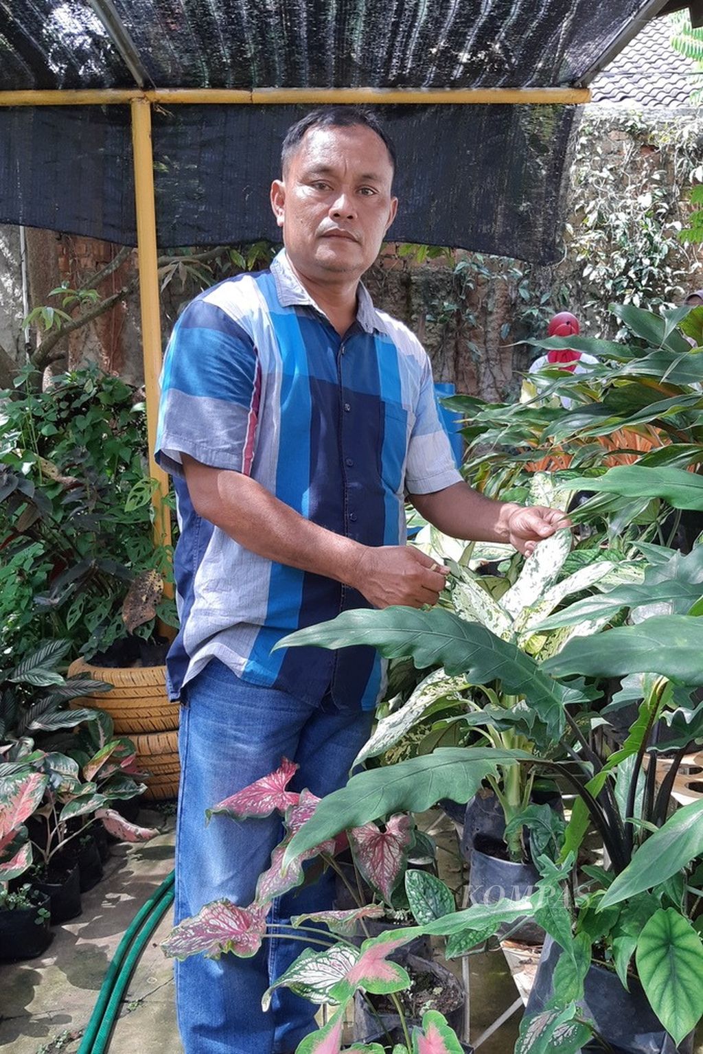 Suyut (45) dan berbagai tanaman di kebun di rumahnya di sudut Kota Bandar Lampung.