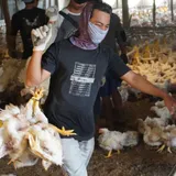 Gunung Es Bakteri Kebal Antibiotik pada Rantai Pangan