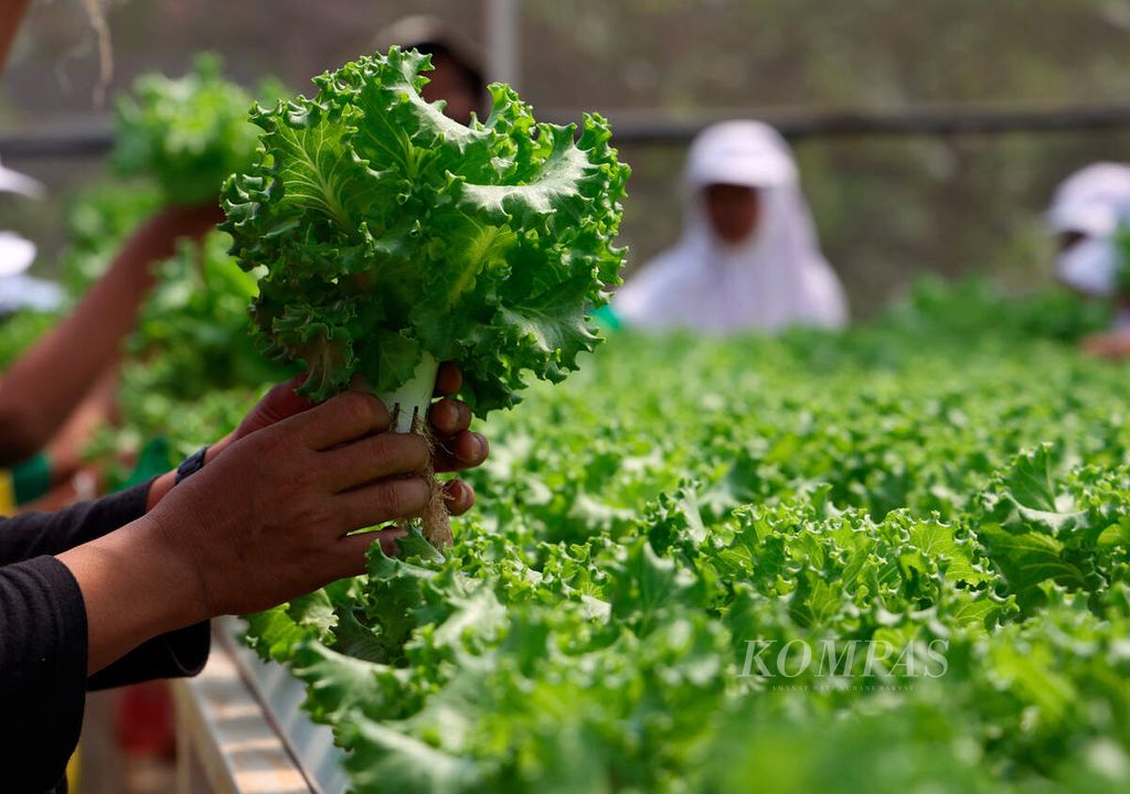 Pekerja memanen sayur yang ditanam dengan metode hidroponik di Agro Purwosari, Kecamatan Mijen, Kota Semarang, Jawa Tengah, Kamis (25/8/2022). Tren <i>urban farming</i> mulai berkembang dan banyak dilakukan anak muda yang memiliki minat bercocok tanam. 