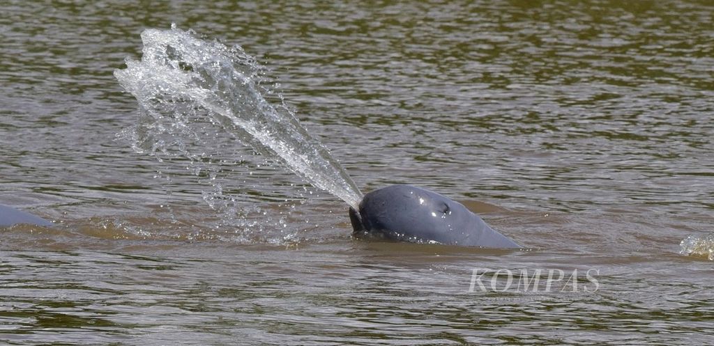 https://assetd.kompas.id/i0KjDaZrMNngVzaIx7en6dU1dZM=/1024x497/filters:watermark(https://cdn-content.kompas.id/umum/kompas_main_logo.png,-16p,-13p,0)/https%3A%2F%2Fkompas.id%2Fwp-content%2Fuploads%2F2020%2F02%2F43690204-9c00-4983-82ed-e6c69c4708c9_jpg.jpg