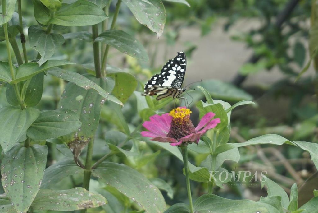 https://assetd.kompas.id/iG36usGumgeXtz2t3TljKpUe3mU=/1024x685/filters:watermark(https://cdn-content.kompas.id/umum/kompas_main_logo.png,-16p,-13p,0)/https%3A%2F%2Fkompas.id%2Fwp-content%2Fuploads%2F2021%2F09%2F20210920egiD-kupu_1632127925.jpg