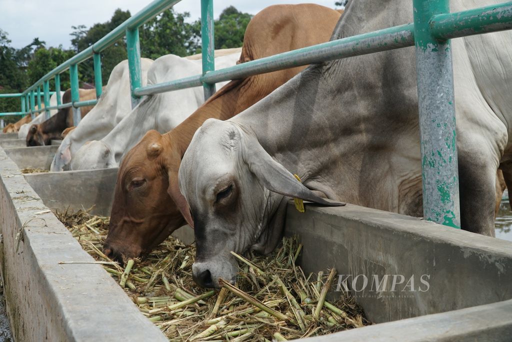 Sapi-sapi di kandang UPT Pembibitan Ternak Dinas Pertanian Kota Padang menyantap pakan seusai disuntik vaksin penyakit mulut dan kaki (PMK) di Kelurahan Air Pacah, Kecamatan Koto Tangah, Padang, Sumatera Barat, Rabu (29/6/2022). 