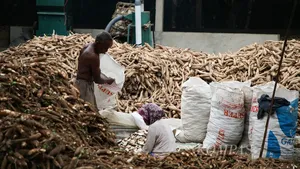 Larangan Terbatas Impor Singkong dan Tapioka Tunggu Kondisi Ekonomi Global Kondusif