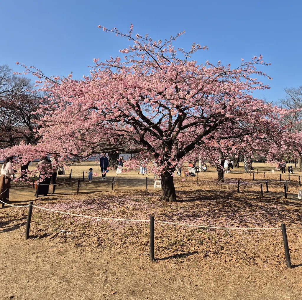 The Always “Missable” Tokyo Marathon