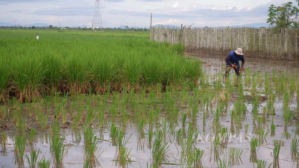 Tanaman Petani