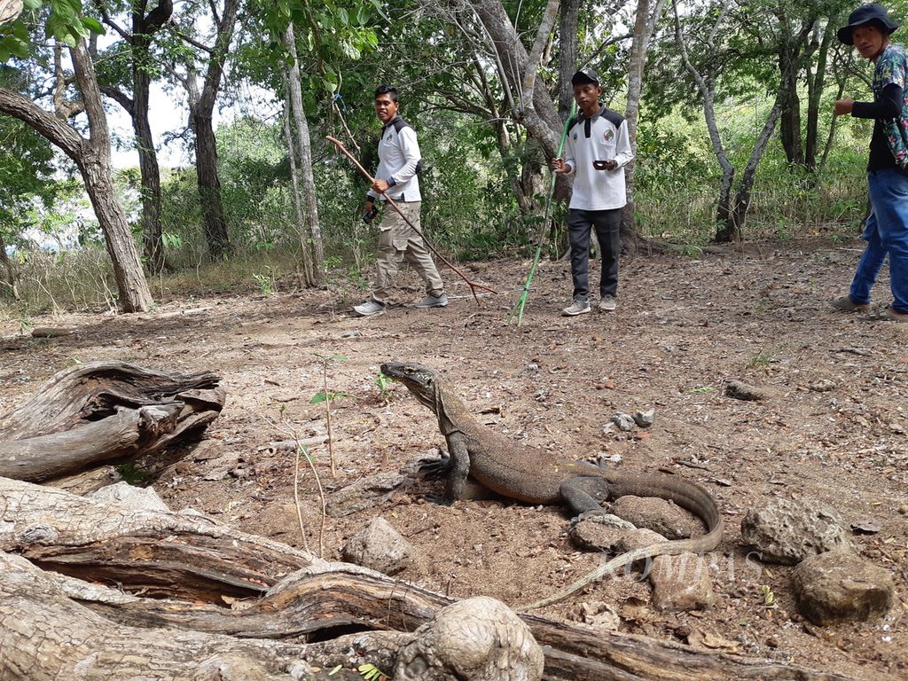 Anak komodo hendak naik ke atas pohon di Pulau Komodo, Kabupaten Manggarai Barat, NTT, Jumat (24/6/2022). Anak komodo itu diperkirakan berumur 3 tahun. 