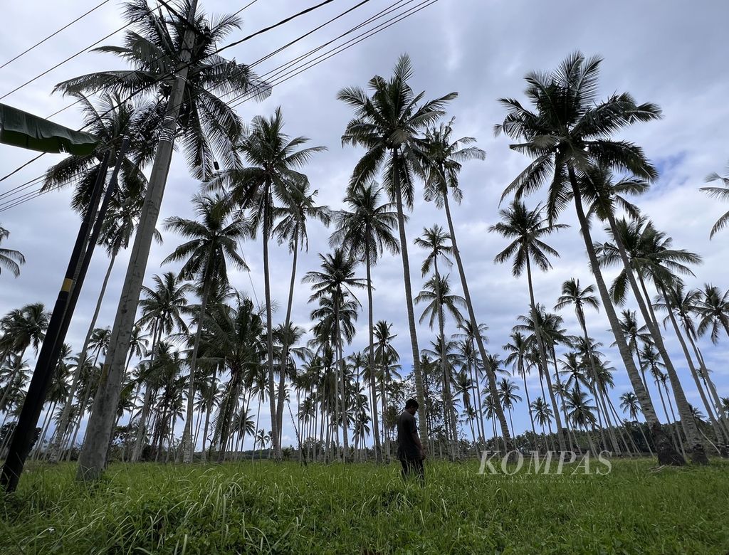 Hamparan kebun berisi tanaman kelapa dalam di Kecamatan Binuang, Polewali Mandar, Sulawesi Barat, Minggu (17/9/2023).