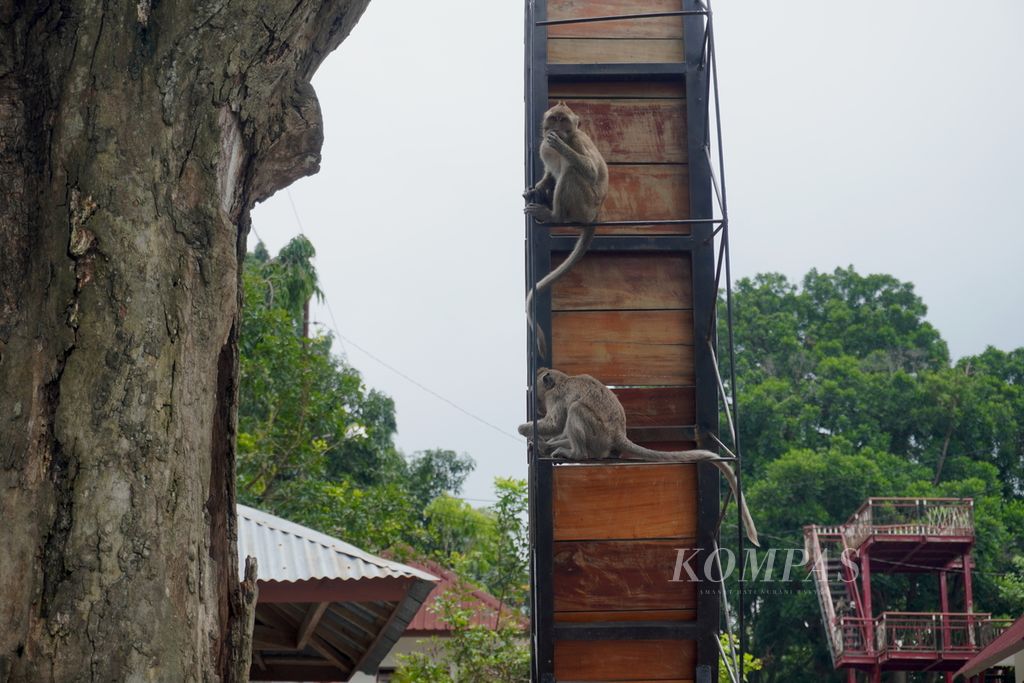 Dua monyet beraktivitas di Goa Kreo, Kecamatan Gunungpati, Kota Semarang, Jawa Tengah, Minggu (29/12/2024). Goa Kreo menjadi salah satu wisata favorit masyarakat Semarang dan sekitarnya. Di tempat itu, mereka bisa menikmati keindahan goa yang dipercaya menjadi salah satu tempat Sunan Kalijaga bertafakur saat mencari kayu jati yang dijadikan tiang utama untuk membangun Masjid Agung Demak. 