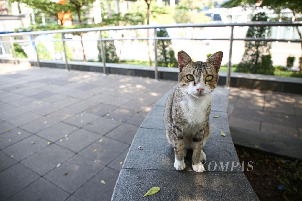 https://assetd.kompas.id/iiOJyY6sYuR-CDDs2uXWe8nrfyM=/1024x683/filters:watermark(https://cdn-content.kompas.id/umum/kompas_main_logo.png,-16p,-13p,0)/https%3A%2F%2Fkompas.id%2Fwp-content%2Fuploads%2F2021%2F07%2F6c00db8c-296d-4eb0-bff5-f6db57984b31_jpg.jpg