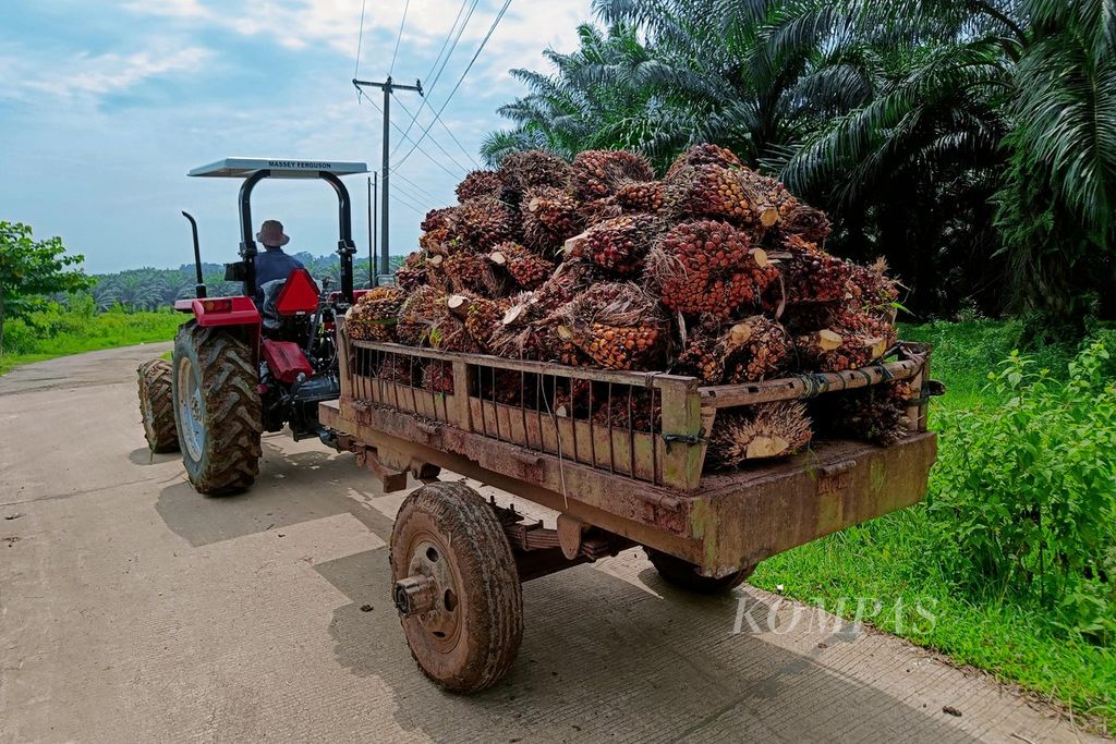 Workers carry palm fruit at the Jonggol palm plantation, Bogor Regency, West Java, on Saturday (1/13/2024). The palm oil commodity is one of the contributors to the national economic growth, both through international trade and job creation. The Central Statistics Agency (BPS) noted that in 2022, Indonesia's crude palm oil exports to more than 160 countries reached a value of 29.62 billion US dollars or equivalent to 462.04 trillion Indonesian rupiah.