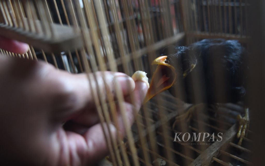 Petugas memberi makan anak burung beo yang termasuk burung dilindungi saat rilis penggagalan penyelundupan burung asal Kalimantan Tengah di Kantor Karantina Pertanian Surabaya, Kota Surabaya, Rabu (12/1/2022). Burung yang diselundupkan sebanyak 2.719 ekor dengan modus disembunyikan dalam kandang kardus dan ditaruh di bagian mesin KMP Drajat Paciran dengan rute Pelabuhan Bahaur Kalimantan Tengah-Pelabuhan Paciran Jawa Timur. Sebanyak 243 ekor di antaranya merupakan jenis yang dilindungi. 