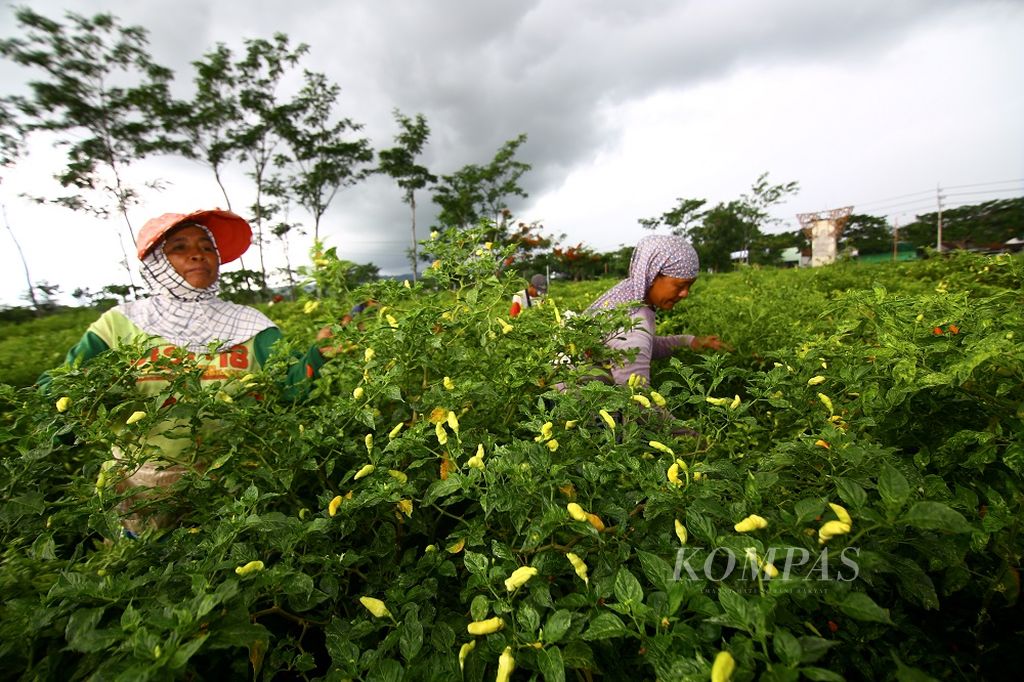 Sejumlah buruh petik memanen cabai rawit di kebun cabai Kecamatan Wongsorejo, Banyuwangi, Senin (14/12/2020). Kendati harga cabai di pasaran naik hingga Rp 34.000 per kg, petani tidak terlalu merasakan untung karena biaya produksi juga mengalami peningkatan akibat kelangkaan pupuk subsidi beberapa saat lalu.