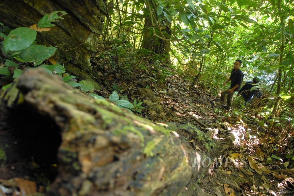 Jalur setapak di Hutan Adat Tamulun Batuah, wilayah karst Bukit Bulan, Kabupaten Sarolangun, Jambi, November 2021.