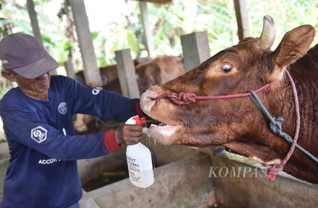 Winarto menyemportkan cairan obat ke mulut sapi yang terjangkit penyakit mulut dan kuku (PMK) di Desa Sembung, Kecamatan Wringinanom, Kabupaten Gresik, Jawa Timur, Rabu (11/5/2022). Sebanyak 37 sapi yang ada di kandangnya kini terjangkit PMK. Ternak yang terkena wabah PMK terdeteksi di tujuh kecamatan di Kabupaten Gresik, yaitu Wringinanom, Driyorejo, Kedamean, Menganti, Benjeng, Balongpanggang, dan Cerme. 