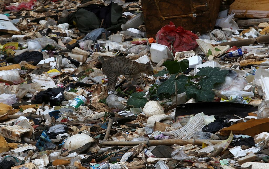 Seekor kucing mengais sampah yang menggenang di permukaan Kali Baru Timur di kawasan Depok, Jawa Barat, Sabtu (30/10/2021). Menurut keterangan warga sekitar, sejauh ini belum ada pengerukan sampah dari kali tersebut sejak mulai musim hujan di tahun 2021 ini. Kali Baru Timur adalah sungai yang mengalir di wilayah Jawa Barat dan Daerah Khusus Ibukota Jakarta dan menjadi bagian dari dari Pengendalian Banjir dan Perbaikan Sungai Ciliwung Cisadane. Kali ini merupakan saluran irigasi berupa sungai buatan yang dibangun bersamaan dengan pintu air Katulampa untuk mengalirkan sebagian air sungai Ciliwung dari Bogor bagian timur ke Jakarta di sepanjang sisi Jalan Raya Bogor melalui Cimanggis, Depok, Cilangkap hingga bermuara di daerah Kali Besar, Tanjung Priok, Jakarta Utara. 