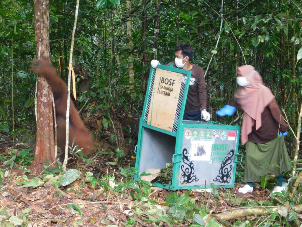 https://assetd.kompas.id/liGtfKCXNgU9fUzmEpVoL_jP6PE=/1024x768/https%3A%2F%2Fkompas.id%2Fwp-content%2Fuploads%2F2021%2F02%2FDSCN0207_by-Rofinus_cage-Opening_1613986707.jpg
