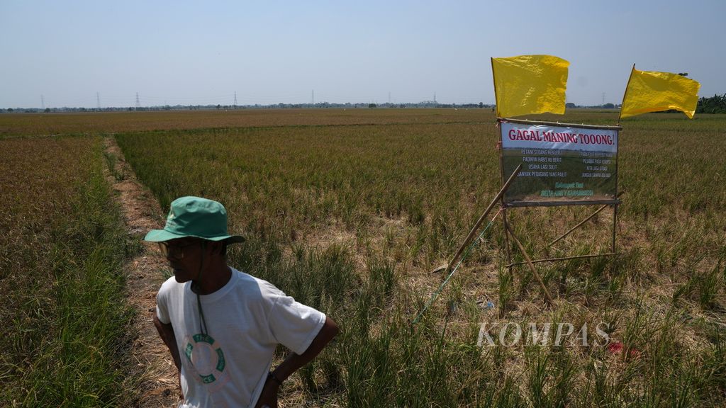 Ketua Kelompok Tani Setia Asih, Unda Suhanda (76) berdiri di samping bendera kuning dan spanduk berisi trauma kegagalan panen dan sindiran kepada penguasa di Desa Karangsetia, Kecamatan Karangbahagia, Kabupaten Bekasi, Jawa Barat, Selasa (17/10/2023). Petani dari dua desa, yakni Desa Karangsetia dan Desa Karanganyar, sudah dua hingga tiga kali gagal tanam dan panen padi sehingga merugi Rp 10 juta per hektar.