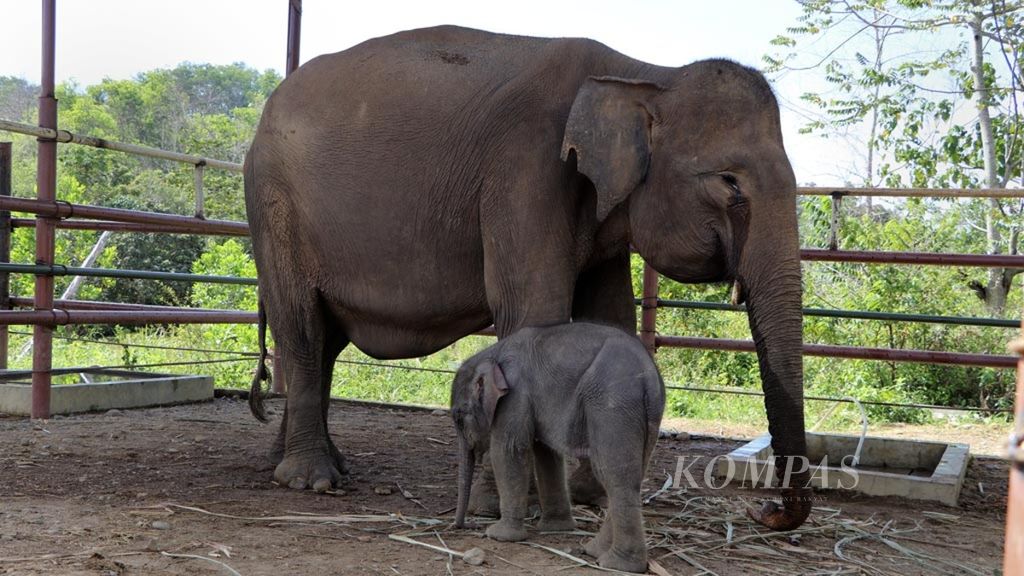Anak gajah sumatera (<i>Elephas maximus sumatranus</i>) bermain bersama induknya di Barumun Nagari Wildlife Sanctuary (BNWS), Kabupaten Padang Lawas Utara, Sumatera Utara, Selasa (14/8/2018). 
