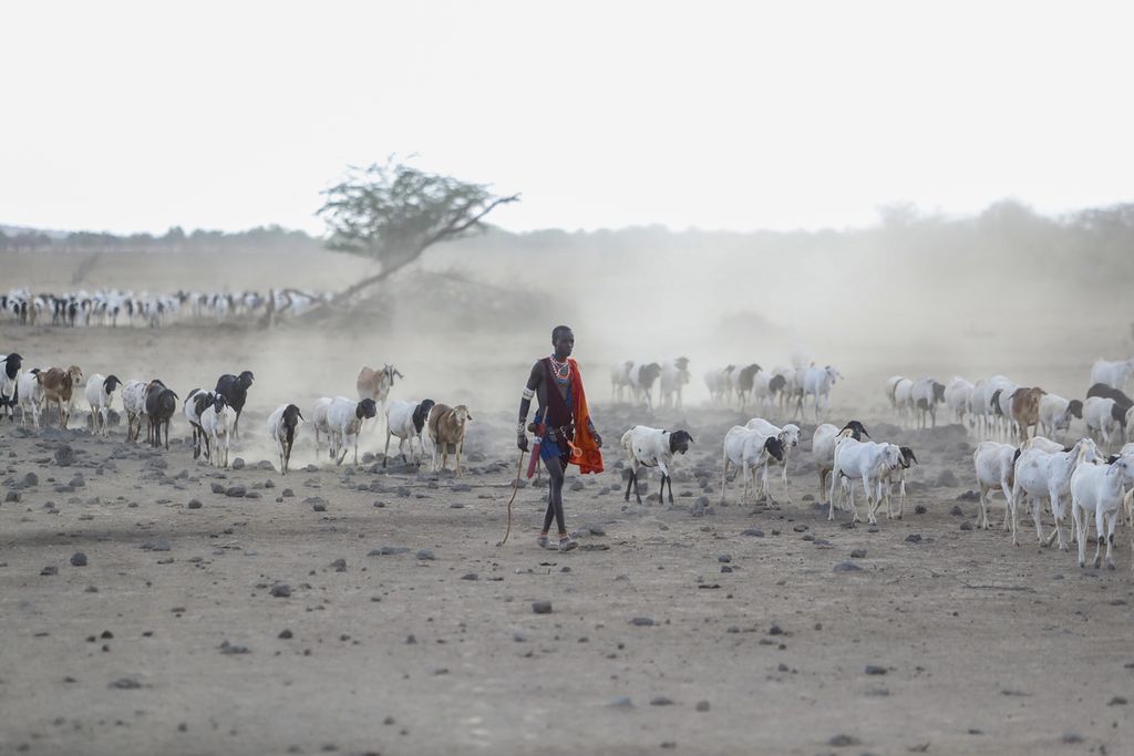 Seorang pria Maasai berjalan dengan ternaknya mencari padang rumput di Desa Ilangeruani, dekat Danau Magadi, di Kenya, 9 November 2022.