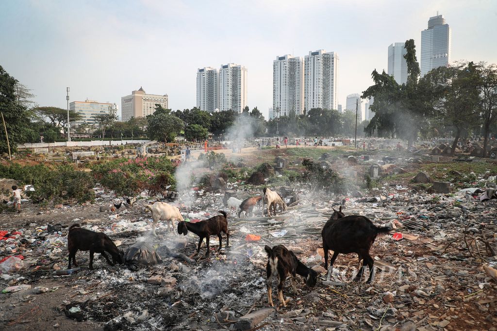 Kambing mencari makan di bekas pembakaran sampah di Kampung Gasong, Menteng Atas, Jakarta Selatan, Senin (21/8/2023). Pembakaran sampah, khususnya pada material plastik, bisa melepaskan sejumlah zat berbahaya bagi kesehatan makhluk hidup.