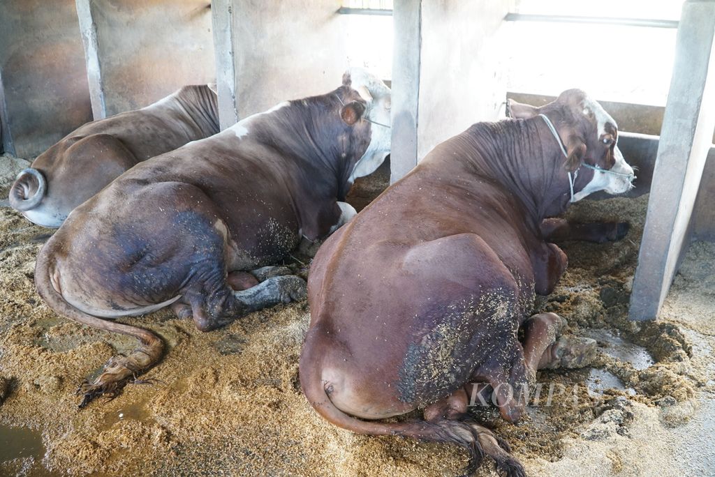 Kondisi sapi yang sembuh dari PMK di Kabupaten Padang Pariaman, Sumbar, Kamis (21/7/2022).