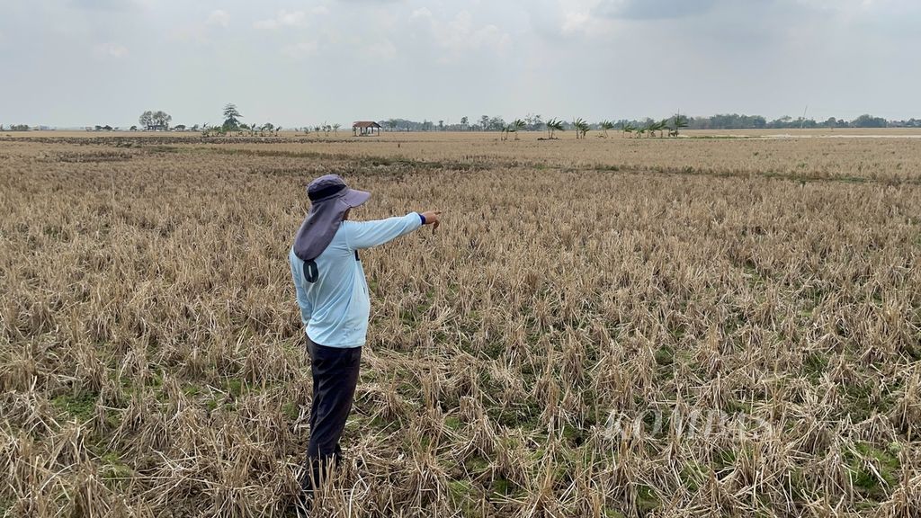 Imam (44), petani di Desa Ranjeng, Kecamatan Losarang, Indramayu, Jawa Barat, menunda menanam padi akibat kekeringan. Saat ditemui di rumahnya, Selasa (14/11/2023), dia menceritakan mengalami gagal panen pada Agustus 2023, padahal modal tanamnya sekitar Rp 20 juta untuk sawah seluas 1 hektar.