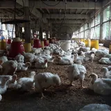 Minim Panduan Berujung Penyalahgunaan Antibiotik Hewan