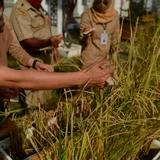 1.800 Ton Beras Impor Masih Tersimpan di Gudang Bulog Wilayah Kedu