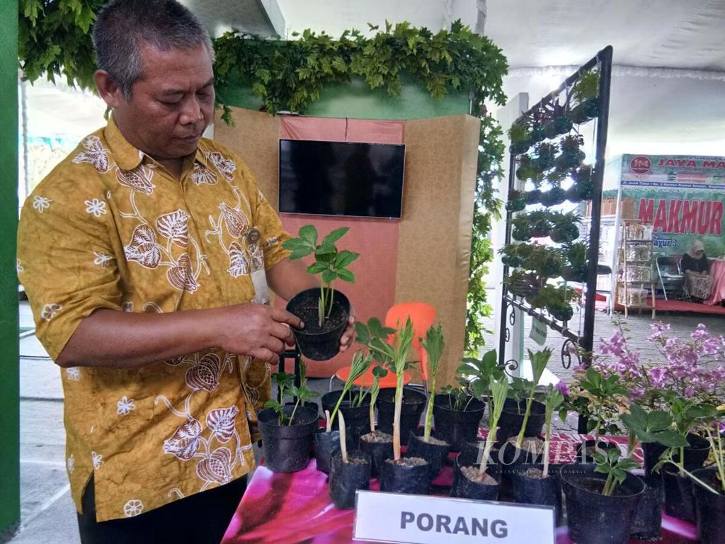 Seorang pegawai Dinas Pertanian, Peternakan, dan Perikanan Kota Magelang menunjukkan bibit tanaman porang dalam acara Agro Flora Expo di Kota Magelang, Jawa Tengah, Selasa (28/11). Porang adalah jenis tanaman dengan umbi yang bermanfaat sebagai pengenyal alami makanan.