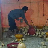 Penyalahgunaan Antibiotik di Peternakan Ayam Broiler